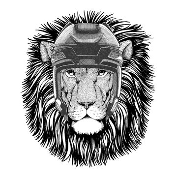 Wild Lion Hockey image Wild animal wearing hockey helmet Sport animal Winter sport Hockey sport