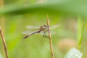 A beautiful greater dragonfly sitting on a grass. Macro shallow depth of field photo.