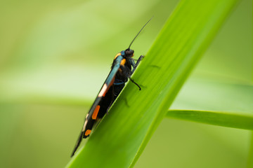 A beautiful, bright spotted butterfly sitting on a grass in summer evening. macro shot.