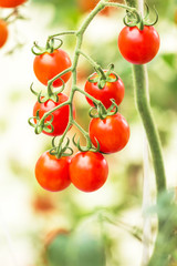 Close up red tomatoes hang on trees growing in greenhouse 