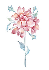 watercolor illustration flowers in simple background