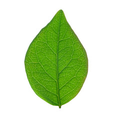 Fototapeta premium Young green tree leaf closeup isolated on white background.