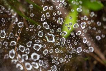 Spider net on a ground with water droplets. Summer morning in swamp. Shallow depth of field macro photo.