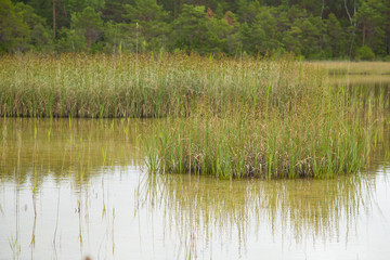 A beautiful landscape of a lake with grassy shores.