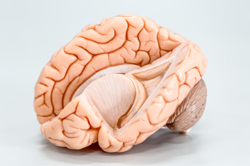 Brain model for education in laboratory.	