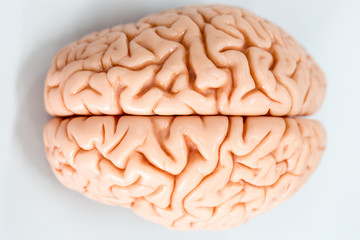 Brain model for education in laboratory.	