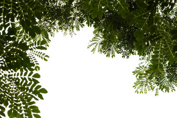 Green leaves isolated on white background
