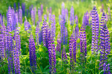 Lupinus, lupin, lupine field with pink purple and blue flowers