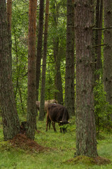 A curious wild cows in a forest. Mother cows with calfs. Grazing in forest.