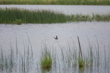 A beautiful grassy lake shore landscape with a barn swallows.