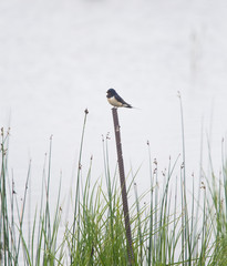 A beautiful grassy lake shore landscape with a barn swallows.
