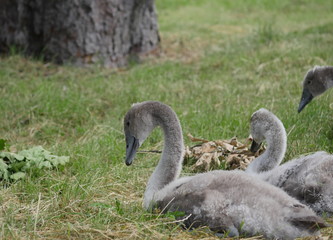 swan family