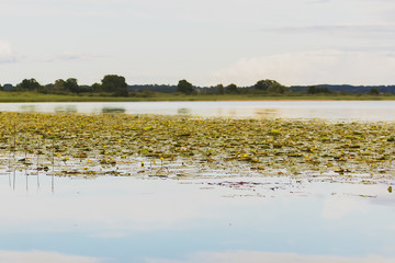 The beautiful yellow water lilies bloom on a lake