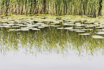 The beautiful yellow water lilies bloom on a lake