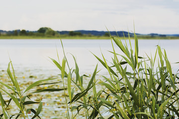 Fototapeta na wymiar The beautiful yellow water lilies bloom on a lake