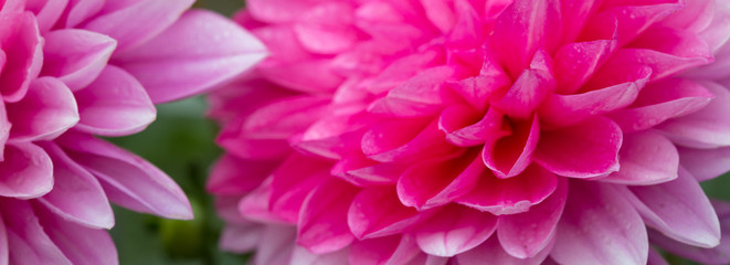 Macro shot of a pink dahlia.
