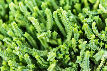 Green succulent plants in botanical garden background