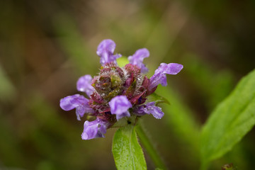 A beautiful purple blue flower on a forest floor after the rain. Shallow depth of field closeup macro photo.
