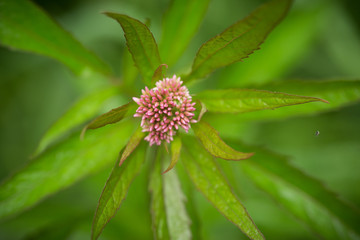 A beautiful purple blue flower on a forest floor after the rain. Shallow depth of field closeup macro photo.
