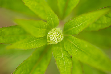 Beautiful, vibrant flower on a natural background. Shallow depth of field closeup macro photo.