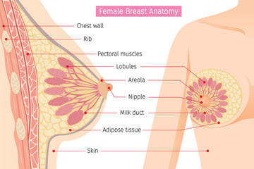 Cross Section Of Female Breast Anatomy, Mammary, Boob, Body, Organs, Physical, Sickness, Health