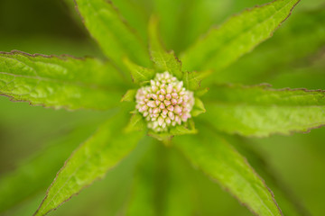 Beautiful, vibrant flower on a natural background. Shallow depth of field closeup macro photo.