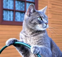 Home portrait of beautiful kitties.