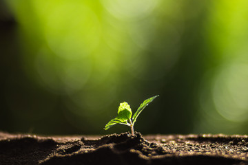 Plant a tree in nature,coffee tree,fresh,tree step