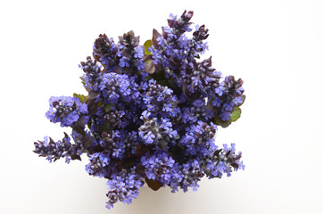 Obraz premium Cute bouquet of summer spring flowers.