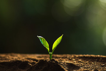 Plant a tree in nature,coffee tree,fresh,tree step