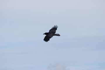 Corvus Corax