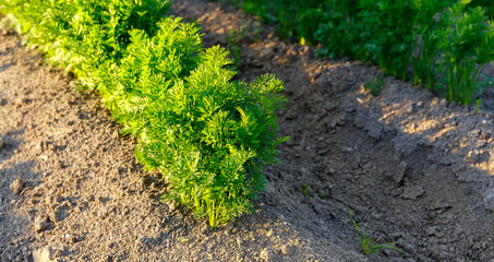 Carrots on a field near Carolinensiel