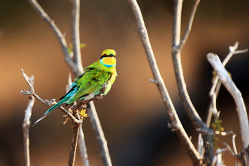The swallow-tailed bee-eater (Merops hirundineus) sitting on the branch