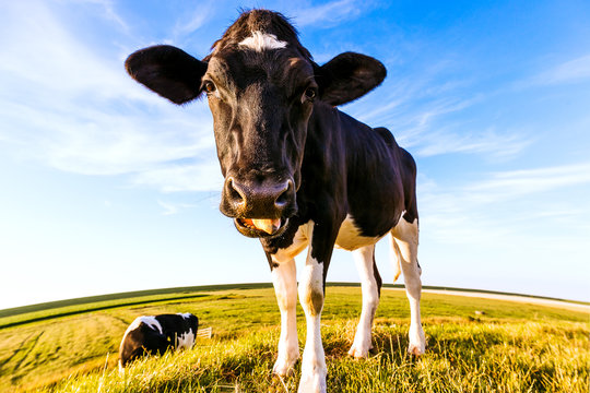 Cows on a dike in East Frisia