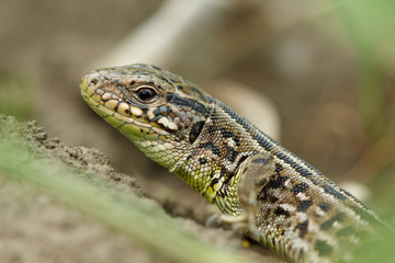 Lizard head. Macro view