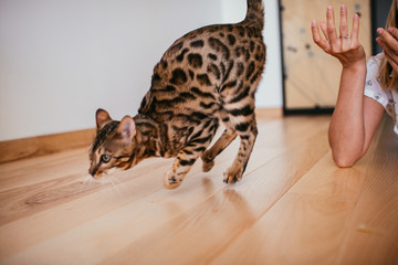 Bengal cat jumps on the floor before a woman