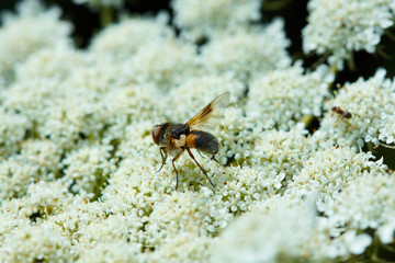 Small fly insect on the Inflorescence of the yarrow
