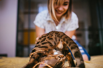 Woman plays with Bengal cat on bed