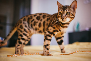 Naklejka premium Bengal cat stands on yellow bed