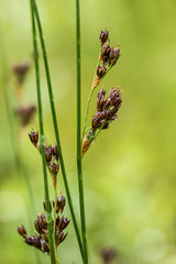 A beautiful sedges growing in a marsh after the rain in summer. Shallow depth of field closeup macro photo.