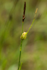 A beautiful sedges growing in a marsh after the rain in summer. Shallow depth of field closeup macro photo.