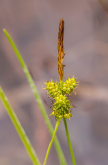 A beautiful sedges growing in a marsh after the rain in summer. Shallow depth of field closeup macro photo.