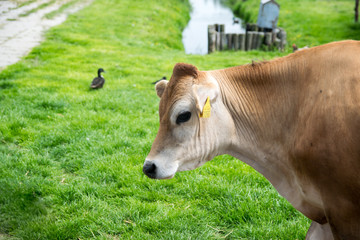 Portrait of a bright brown cow