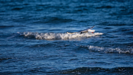 Obraz premium Möwe fliegt übers Meer