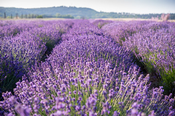 Fototapeta na wymiar Purple Lavender field
