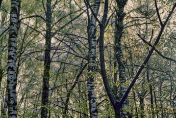 Obraz premium trees in early spring in a Park in Moscow