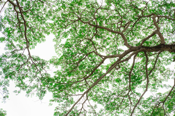 tree