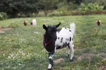 Baby goat and hen