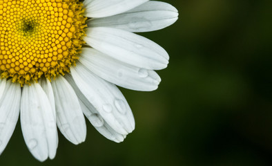 une marguerites avec un flou en arrière plan 