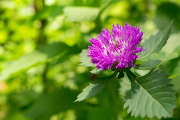 fresh purple flowers